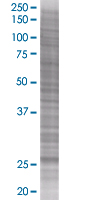 Lunatic Fringe overexpression 293T lysate (whole cell)