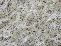 Immunohistochemistry (Formalin/PFA-fixed paraffin-embedded sections) - Anti-Luteinizing Hormone antibody (AB76902)