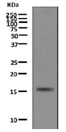Western blot - Anti-Luteinizing Hormone beta antibody [EPR8196] - BSA and Azide free (AB221493)