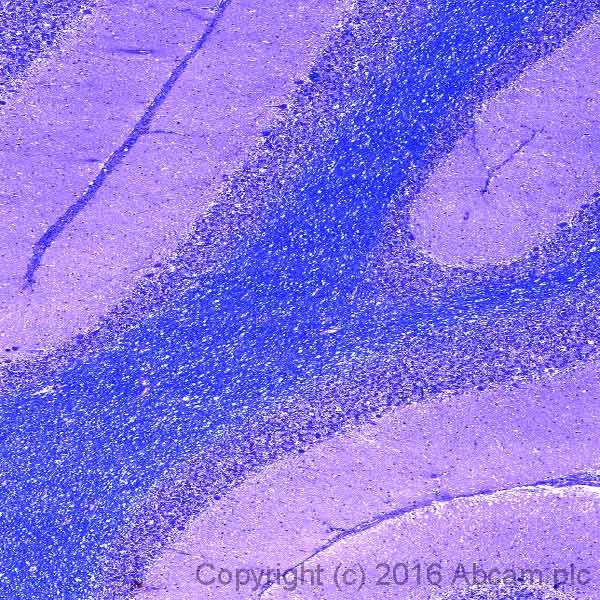 Immunohistochemistry (Formalin/PFA-fixed paraffin-embedded sections) - Luxol Fast Blue Stain Kit (Myelin Stain) (AB150675), expandable thumbnail