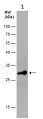 Western blot - Anti-LXN/TCI antibody (AB154744)