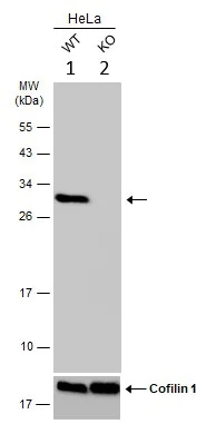 Western blot - Anti-LXN/TCI antibody (AB154744)