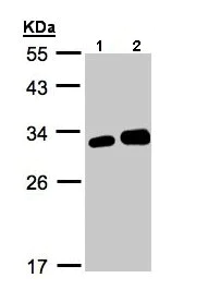 Western blot - Anti-LXN/TCI antibody (AB154744)