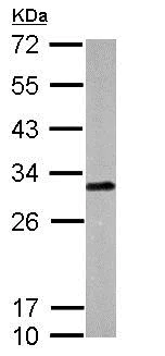 Western blot - Anti-LXN/TCI antibody (AB154744)