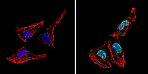 Immunocytochemistry - Anti-LXR alpha antibody (AB3585)