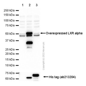 Western blot - Anti-LXR alpha antibody [EPR6508(N)] - BSA and Azide free (AB190727), expandable thumbnail