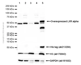 Western blot - Anti-LXR alpha antibody [EPR6508(N)] - BSA and Azide free (AB190727)