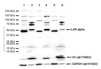 Western blot - Anti-LXR alpha antibody [EPR6508(N)] - BSA and Azide free (AB190727)