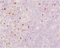 Immunohistochemistry (Formalin/PFA-fixed paraffin-embedded sections) - Anti-LXR alpha antibody [PPZ0412] (AB41902), expandable thumbnail