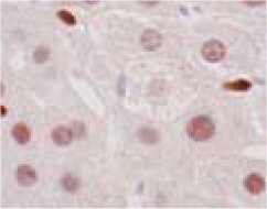 Immunohistochemistry (Formalin/PFA-fixed paraffin-embedded sections) - Anti-LXR alpha antibody [PPZ0412] (AB41902), expandable thumbnail