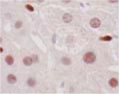 Immunohistochemistry (Formalin/PFA-fixed paraffin-embedded sections) - Anti-LXR alpha antibody [PPZ0412] (AB41902)