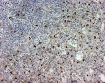 Immunohistochemistry (Formalin/PFA-fixed paraffin-embedded sections) - Anti-LXR alpha antibody [PPZ0412] (AB41902), expandable thumbnail