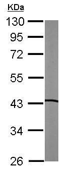 Western blot - Anti-LXR beta/NER antibody (AB228867)