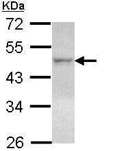 Western blot - Anti-LXR beta/NER antibody (AB228867)