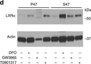 Western blot - Anti-LXR beta/NER antibody (AB28479)