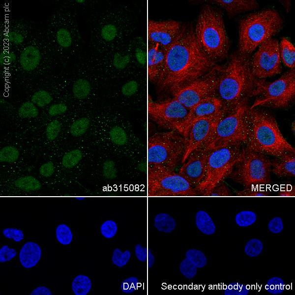 Immunocytochemistry/ Immunofluorescence - Anti-LXR beta/NER antibody [EPR24051-104] - BSA and Azide free (AB315083)