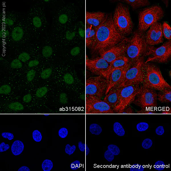 Immunocytochemistry/ Immunofluorescence - Anti-LXR beta/NER antibody [EPR24051-104] - BSA and Azide free (AB315083)