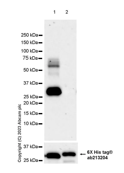 Western blot - Anti-LXR beta/NER antibody [EPR24051-104] - BSA and Azide free (AB315083)