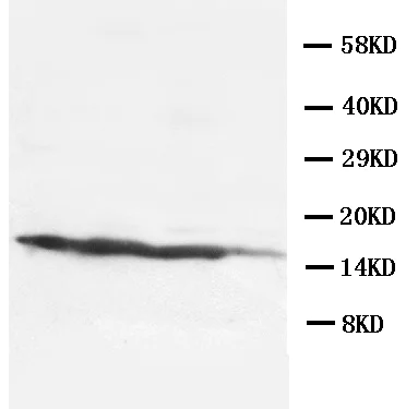 Western blot - Anti-Ly-6A/E (Sca-1) antibody (AB95439)