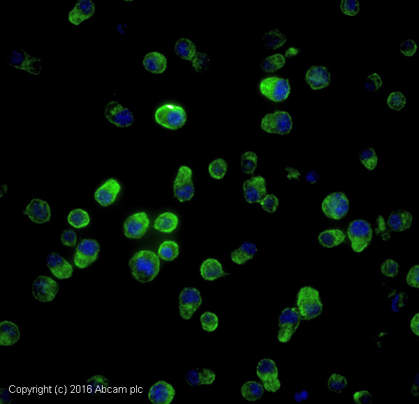 Immunocytochemistry/ Immunofluorescence - Anti-Ly-6A/E (Sca-1) antibody [E13 161-7] - Hematopoietic Stem Cell Marker (AB51317)