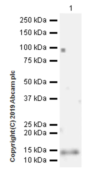 Western blot - Anti-Ly-6A/E (Sca-1) antibody [EPR22502-38] (AB219794)