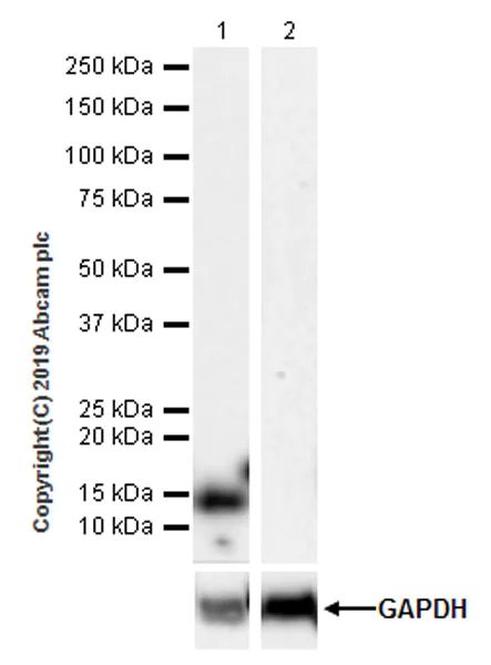 Western blot - Anti-Ly-6A/E (Sca-1) antibody [EPR22502-38] (AB219794)