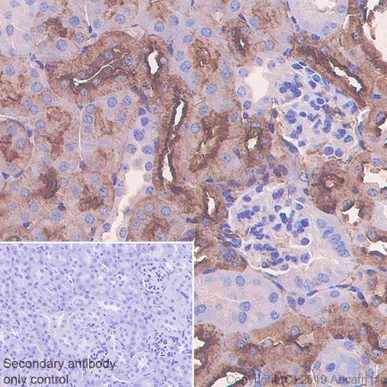 Immunohistochemistry (Formalin/PFA-fixed paraffin-embedded sections) - Anti-Ly-6A/E (Sca-1) antibody [EPR22502-68] - BSA and Azide free (AB255804)