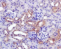 Immunohistochemistry (Formalin/PFA-fixed paraffin-embedded sections) - Anti-Ly-6A/E (Sca-1) antibody [EPR3355] (AB109211)
