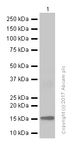 Western blot - Anti-Ly-6A/E (Sca-1) antibody [EPR3355] (AB109211)