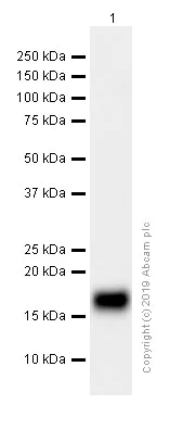 Western blot - Anti-Ly-6A/E (Sca-1) antibody [EPR3355] (AB109211)