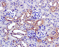 Immunohistochemistry (Formalin/PFA-fixed paraffin-embedded sections) - Anti-Ly-6A/E (Sca-1) antibody [EPR3355] - BSA and Azide free (AB239951)