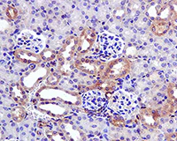 Immunohistochemistry (Formalin/PFA-fixed paraffin-embedded sections) - Anti-Ly-6A/E (Sca-1) antibody [EPR3355] - BSA and Azide free (AB239951)
