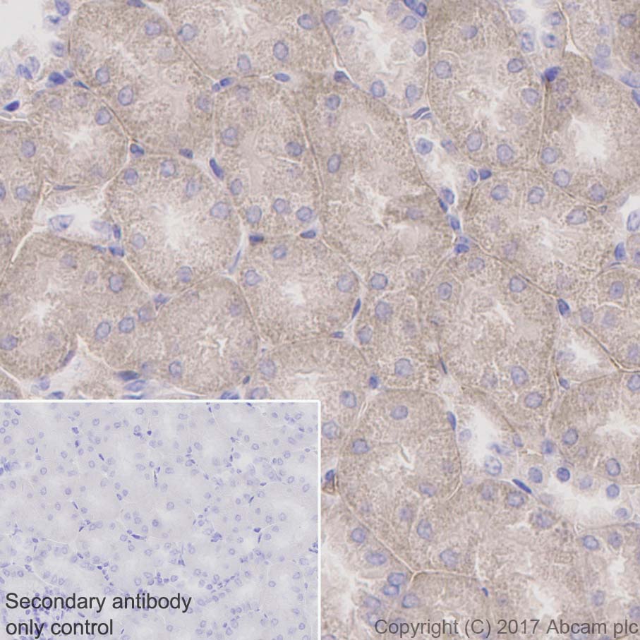 Immunohistochemistry (Formalin/PFA-fixed paraffin-embedded sections) - Anti-Ly-6A/E (Sca-1) antibody [EPR3355] - BSA and Azide free (AB239951)