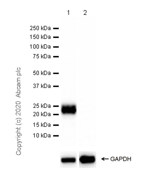 Anti-Ly-6K antibody [EPR23021-61] KO tested (ab246486) | Abcam