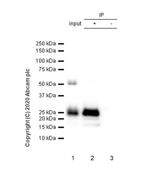 Immunoprecipitation - Anti-Ly-6K antibody [EPR23021-61] - BSA and Azide free (AB272394)