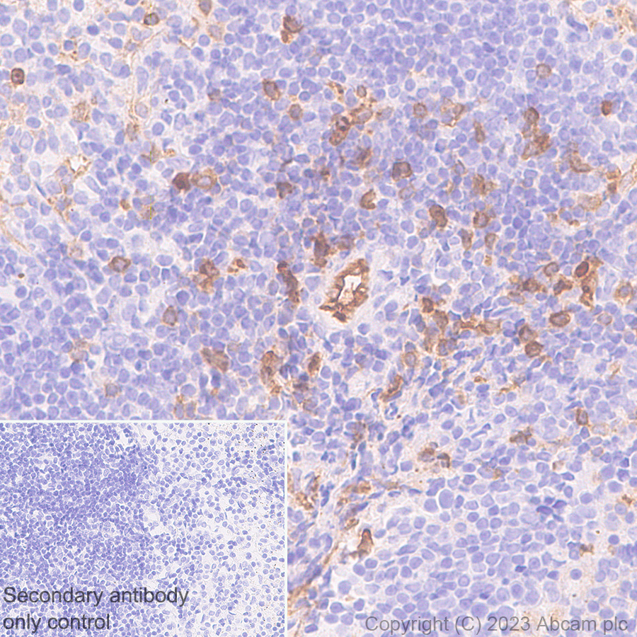 Immunohistochemistry (Formalin/PFA-fixed paraffin-embedded sections) - Anti-Ly6c antibody [EPR27220-23] - BSA and Azide free (AB314121), expandable thumbnail