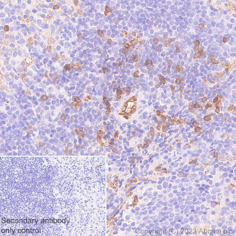 Immunohistochemistry (Formalin/PFA-fixed paraffin-embedded sections) - Anti-Ly6c antibody [EPR27220-23] - BSA and Azide free (AB314121)