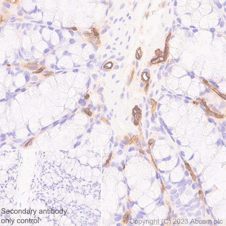 Immunohistochemistry (Formalin/PFA-fixed paraffin-embedded sections) - Anti-Ly6c antibody [EPR27220-23] - BSA and Azide free (AB314121)