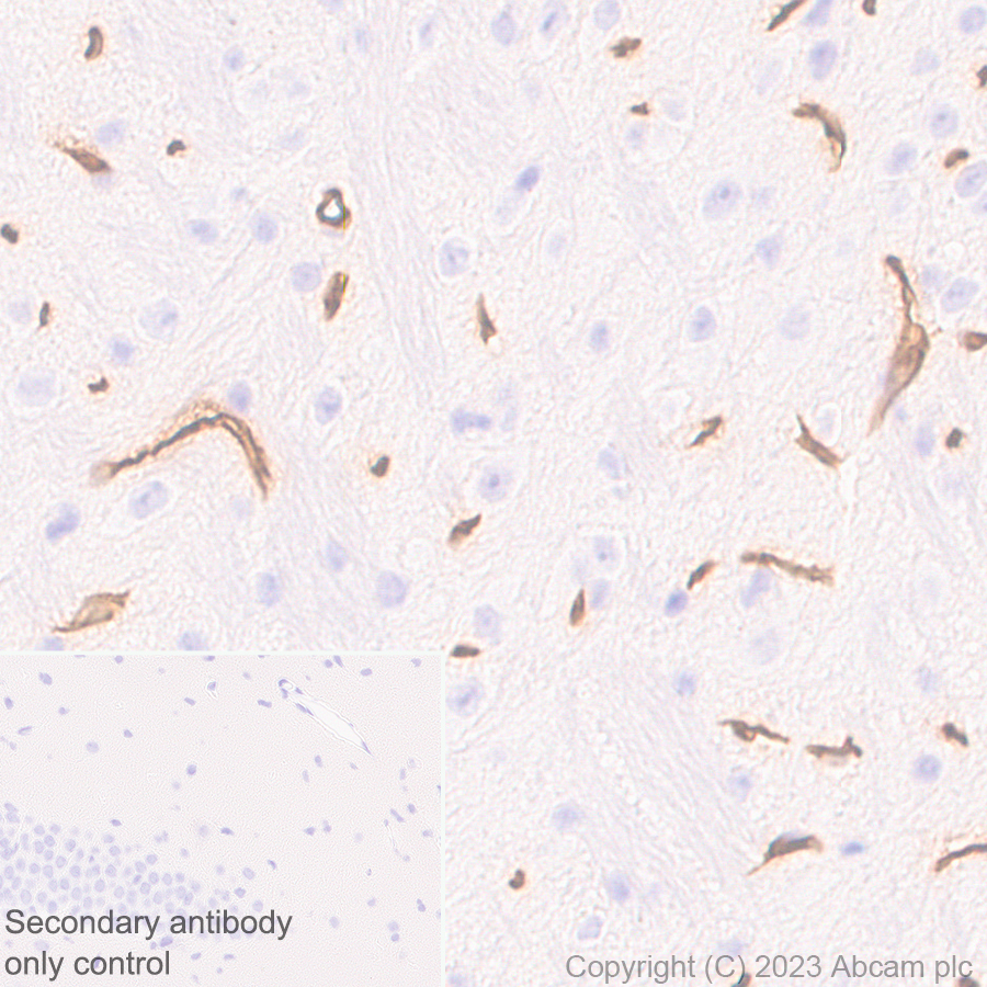 Immunohistochemistry (Formalin/PFA-fixed paraffin-embedded sections) - Anti-Ly6c antibody [EPR27220-23] - BSA and Azide free (AB314121), expandable thumbnail