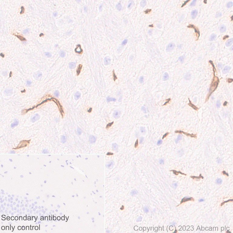 Immunohistochemistry (Formalin/PFA-fixed paraffin-embedded sections) - Anti-Ly6c antibody [EPR27220-23] - BSA and Azide free (AB314121)