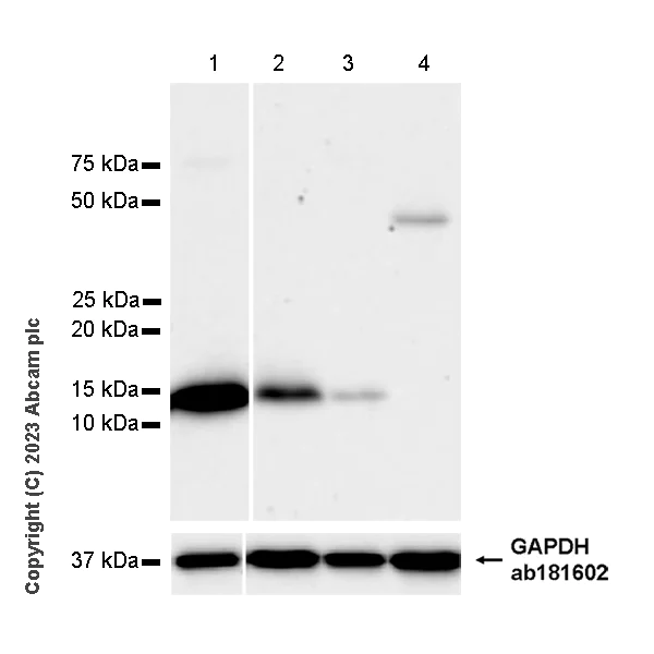 Western blot - Anti-Ly6c antibody [EPR27220-23] - BSA and Azide free (AB314121)