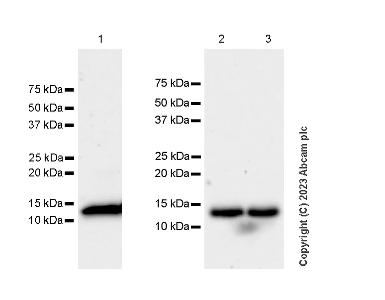 Western blot - Anti-Ly6c antibody [EPR27220-23] - BSA and Azide free (AB314121)