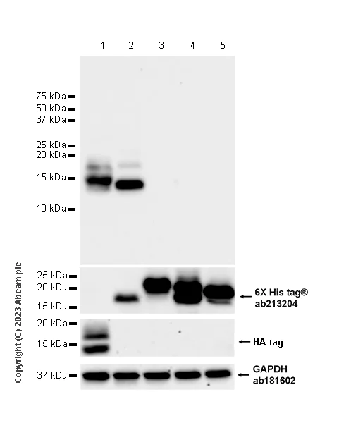 Western blot - Anti-Ly6c antibody [EPR27220-23] - BSA and Azide free (AB314121)