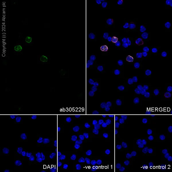 Immunocytochemistry/ Immunofluorescence - Anti-LY6C antibody [EPR27220-67] - BSA and Azide free (AB305230)