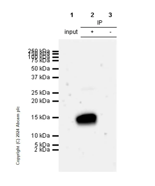 Immunoprecipitation - Anti-LY6C antibody [RM1151] (AB317272)