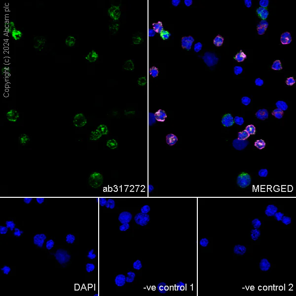 Immunocytochemistry/ Immunofluorescence - Anti-LY6C antibody [RM1151] - BSA and Azide free (AB317273)