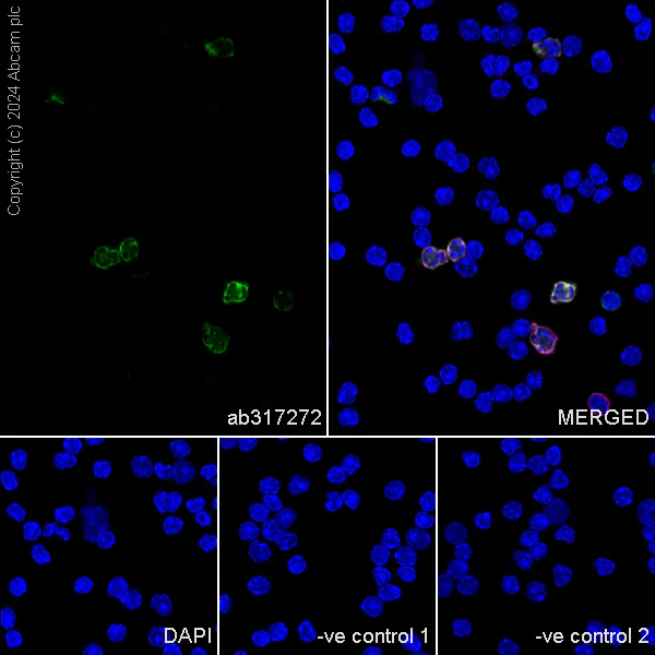 Immunocytochemistry/ Immunofluorescence - Anti-LY6C antibody [RM1151] - BSA and Azide free (AB317273)