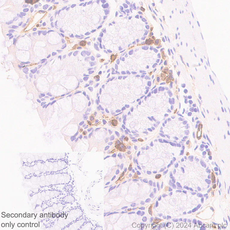 Immunohistochemistry (Formalin/PFA-fixed paraffin-embedded sections) - Anti-LY6C antibody [RM1151] - BSA and Azide free (AB317273)