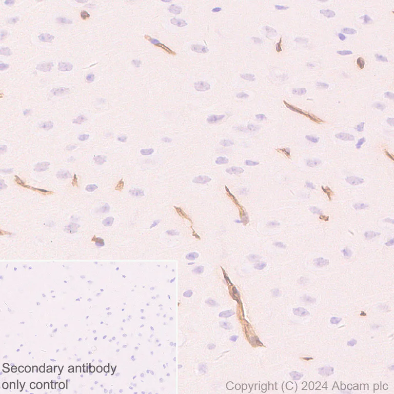 Immunohistochemistry (Formalin/PFA-fixed paraffin-embedded sections) - Anti-LY6C antibody [RM1151] - BSA and Azide free (AB317273)