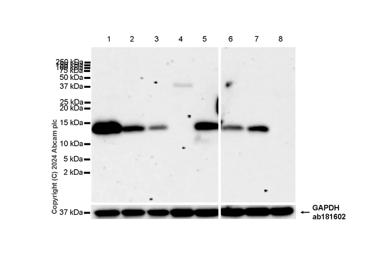 Western blot - Anti-LY6C antibody [RM1151] - BSA and Azide free (AB317273)